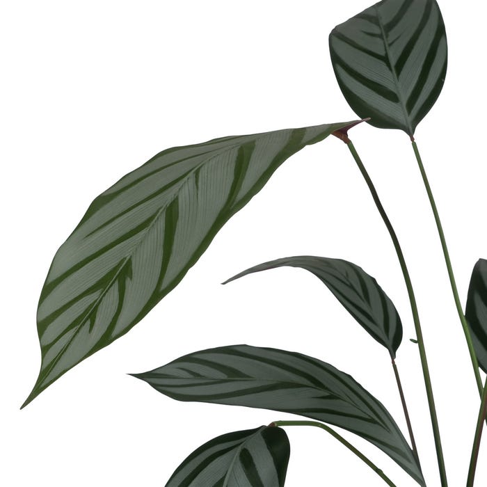 Green Plant PVC-Fabric Garden 220 Cm