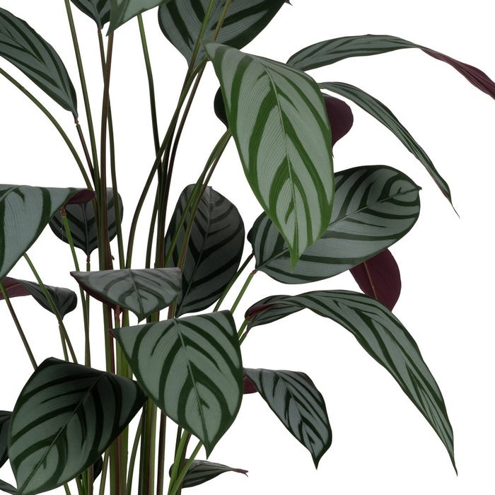 Green Plant PVC-Fabric Garden 220 Cm