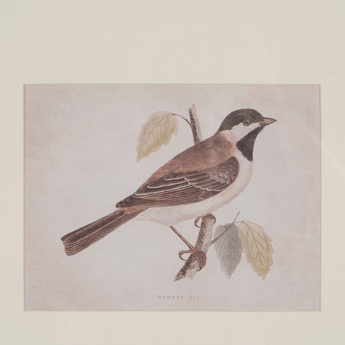 Cuadro Impresión Pájaros 2/M 43 X 2 X 53 Cm
