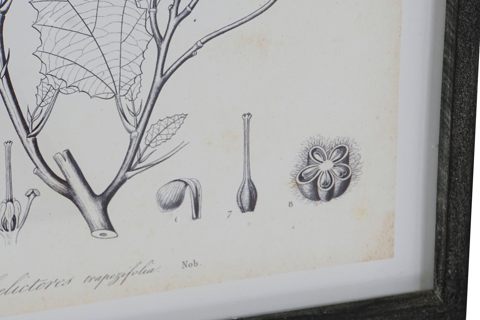 Moldura de vidro MDF 45X2,5X60 Botânico 4 sortidas.