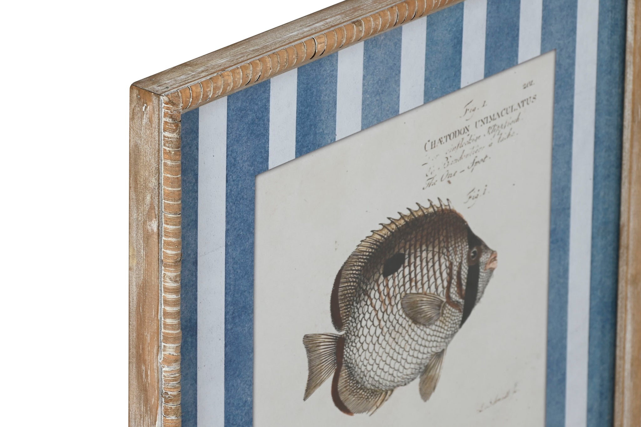 Quadro de vidro de abeto 40X2,5X55 peixes 4 sortidos.