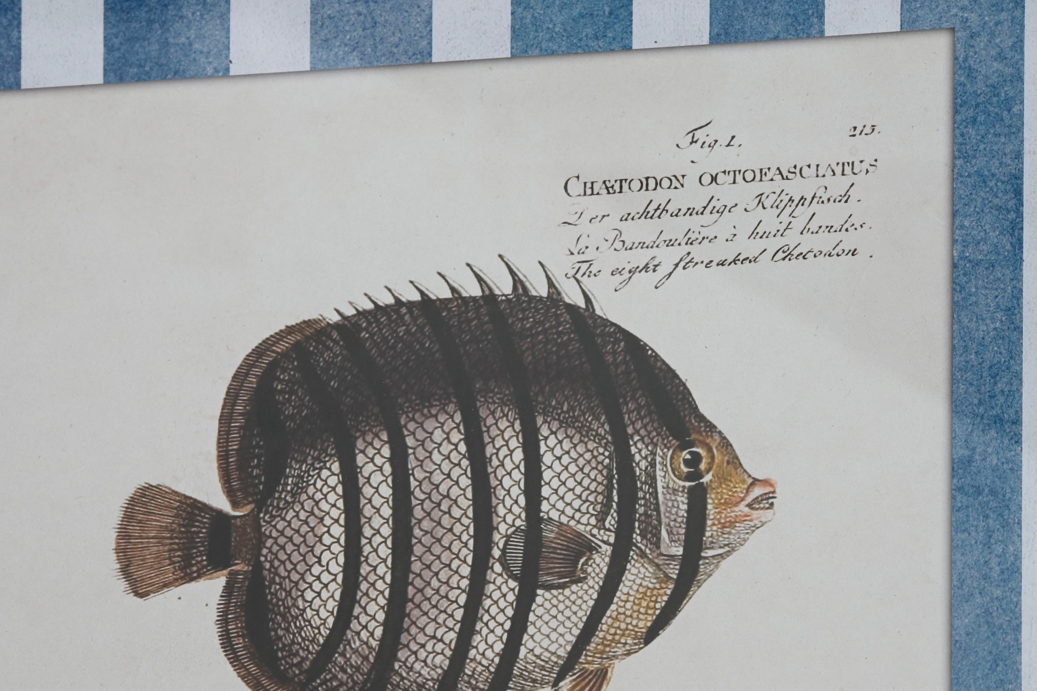 Quadro de vidro de abeto 40X2,5X55 peixes 4 sortidos.