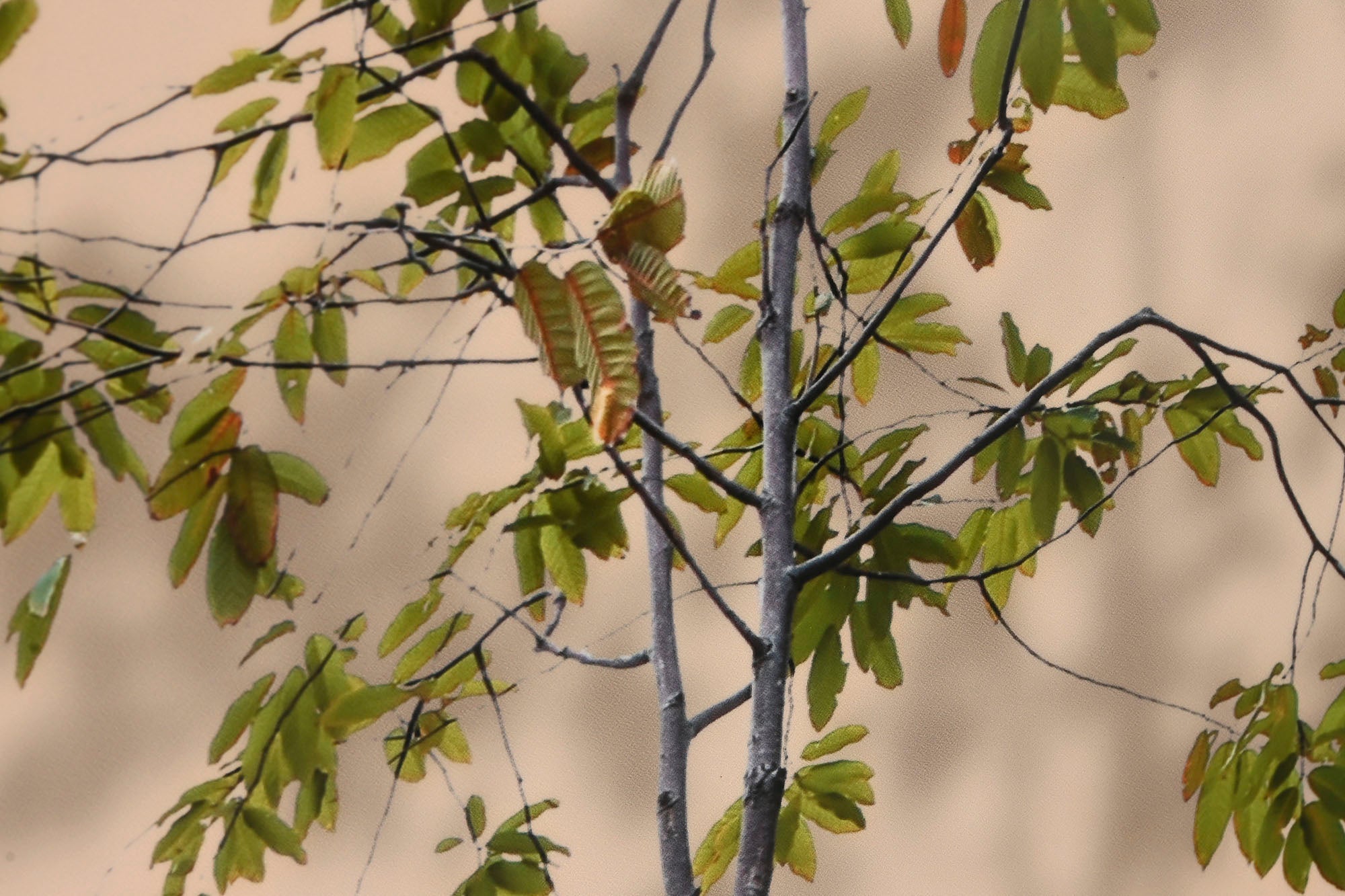 Cuadro Aluminio Mdf 80X3,5X160 Jarron 2 Surt.