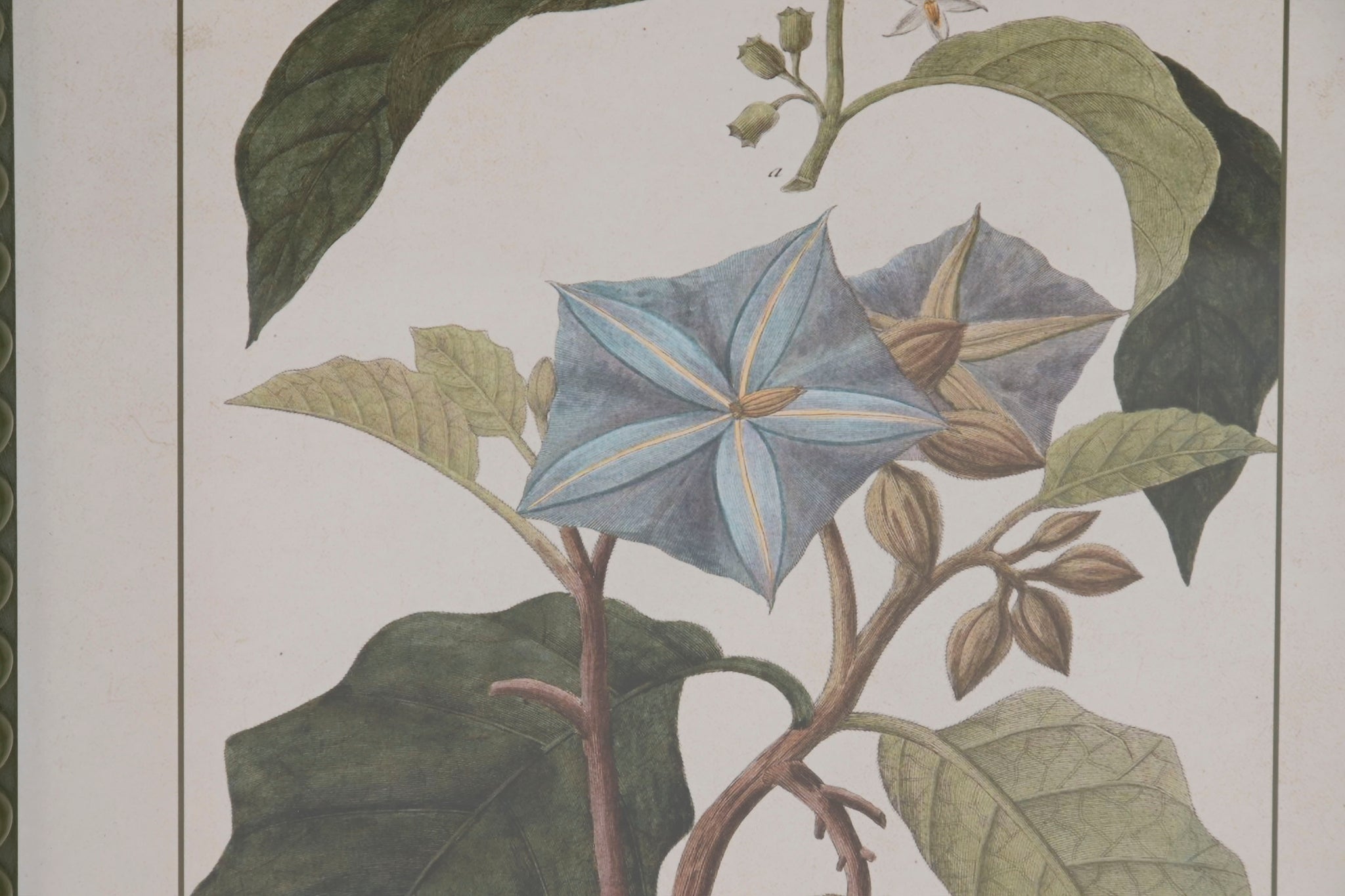 Cuadro Abeto Cristal 30X2,5X40 Botanico 6 Surt.