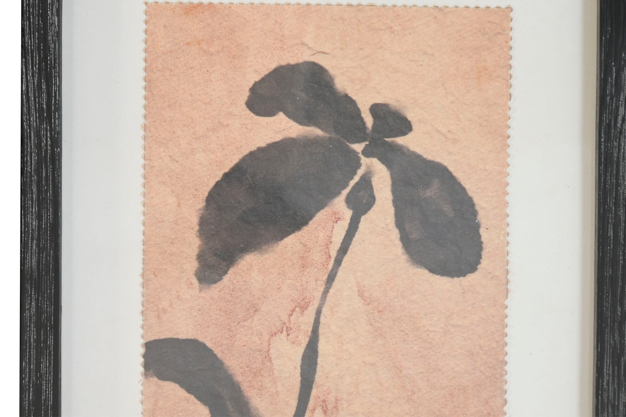 Cuadro Abeto Cristal 30X2X40 Botanico 9 Surt.