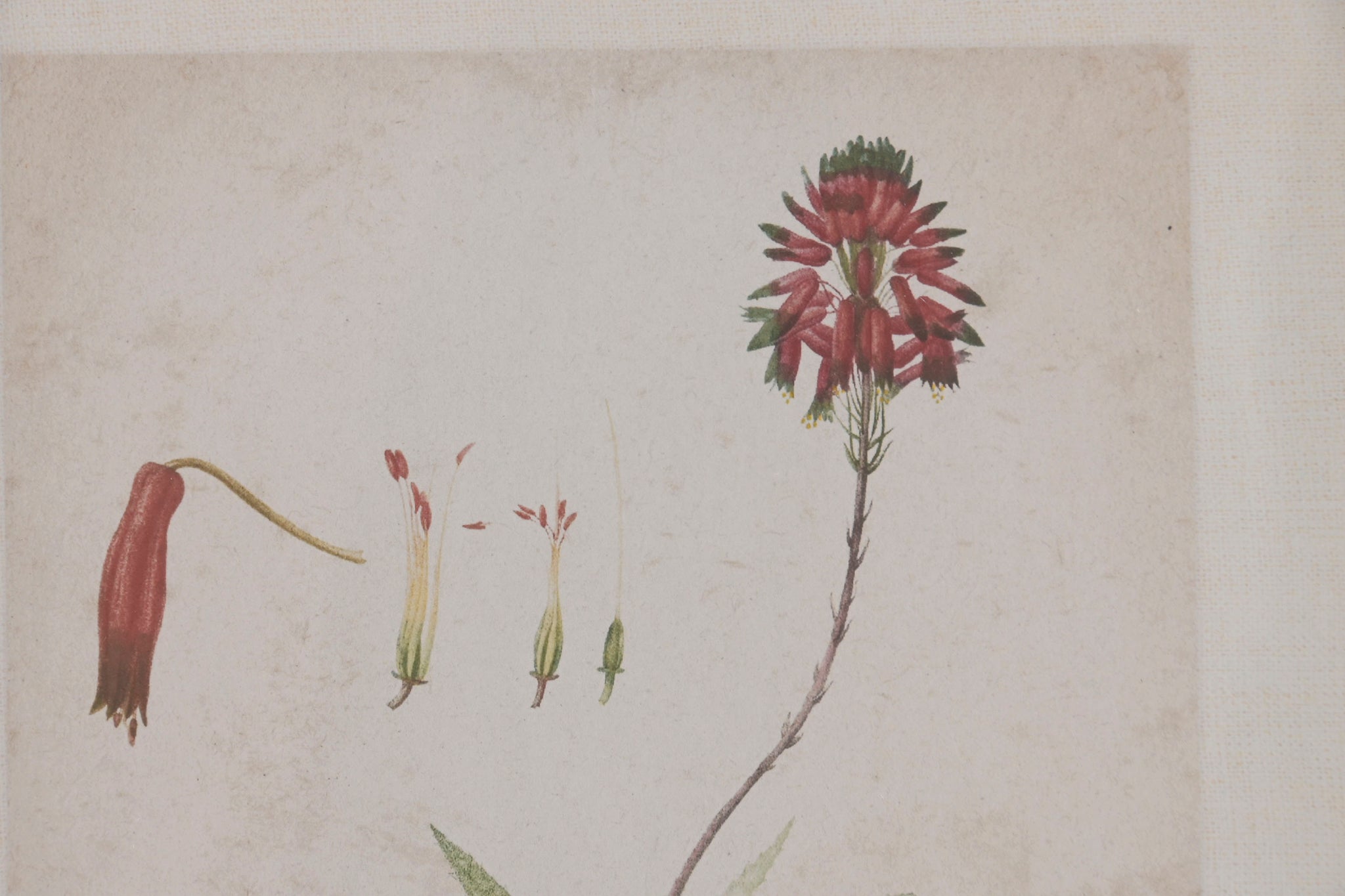 Cuadro Abeto Cristal 30X2X40 Palmera 6 Surt.