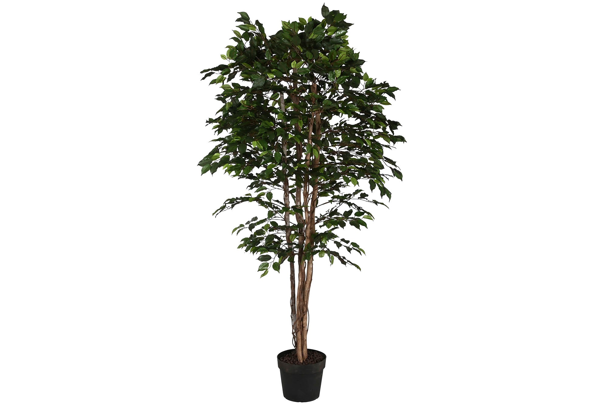 Arbol Pe 100X100X210 Ficus Verde